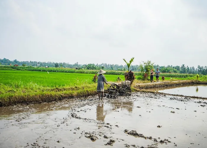 Villa Rumah Tengah Sawah Bali *